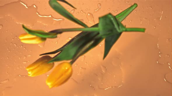 Super Slow Motion Yellow Tulip Flowers Fall on the Water