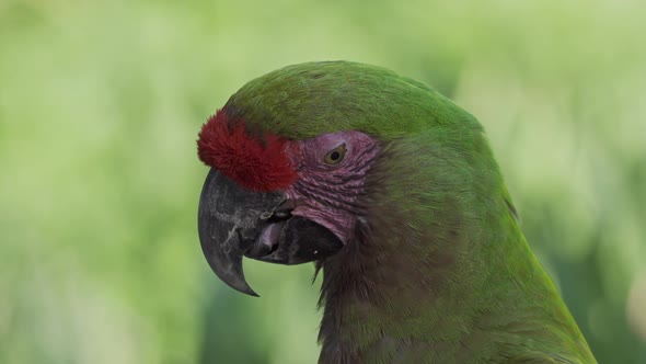 Close up of a Red-fronted macawing tongue on a clean green background