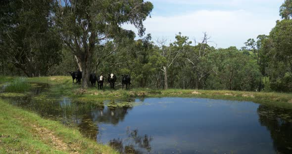 A wide shot of cattle huddled under the shade of a gum tree by a dam in rural Victoria Australia.