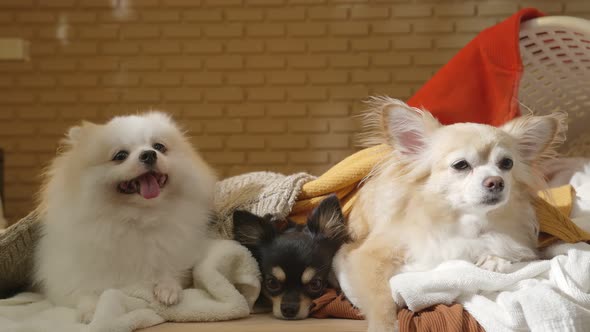 little three lap dogs messy playing fold cloths basket on wooden laundry table home concept