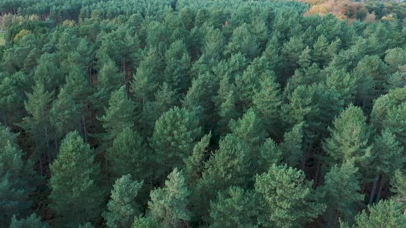 Aerial drone top down view of a pine wood in England