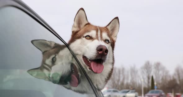 Husky is peeking out of car window