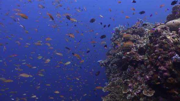 drifting along coral reef with many reef fishes dark blue ocean