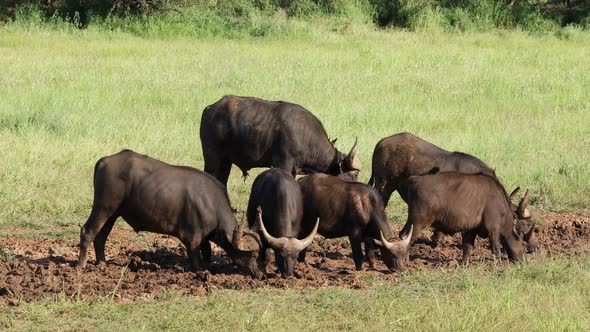 African Buffaloes In A Muddy Waterhole