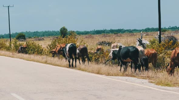 Herd of African Humpback Cows Walking at the Side of the Asphalt Road Zanzibar