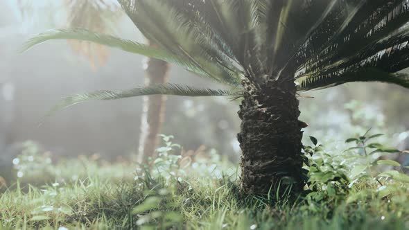 Tropical Garden with Palm Trees in Sun Rays