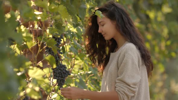 Young Woman Picking Grapes on the Vineyard During the Vine Harvest on Sunny Autumn Day