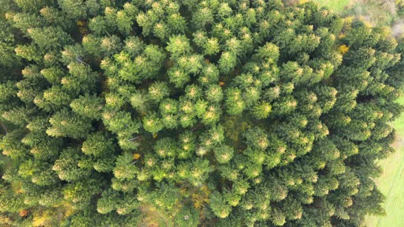 Aerial view of moody green pine forest with canopies of spruce trees in autumn mountains.