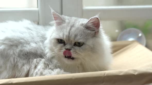 Cute Persian Cat Sitting On Cat Tower