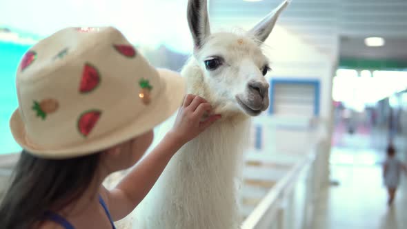 Girl Strokes Nice White Llama in Face