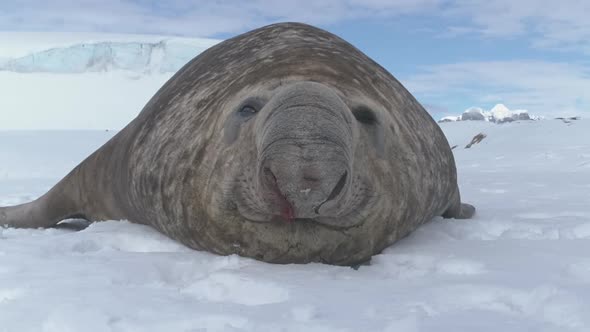 Large Antarctic Elephant Seal Take Nap Closeup