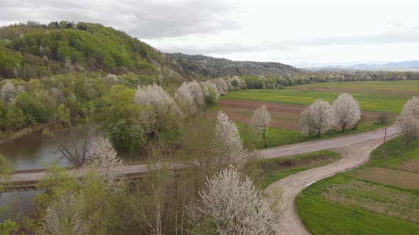 Ukrainian Orchard Cherry Trees Full Bloom