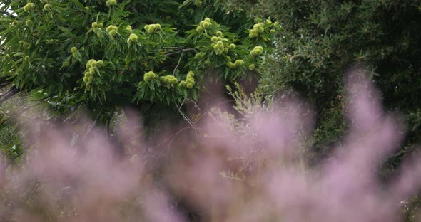 Heather flowers and chestnut trees. The Cevennes National park. Lozere department, France.