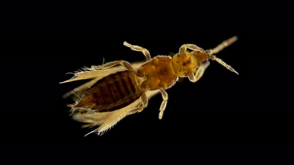 Insect Thysanoptera Under a Microscope, in Agronomy, Most Types of Thrips Are Considered Pests of