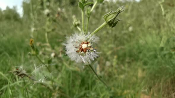 Slow Motion Footage of Dandelion Seed Head in Breeze