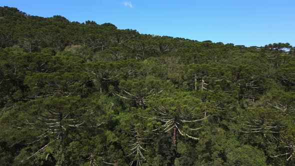 Parana Pine Trees