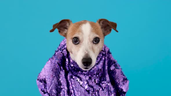 Jack Russel Terrier in Stylish Purple Clothes on Light Blue