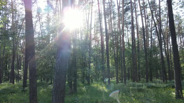 Trees in the Forest By Summer Day