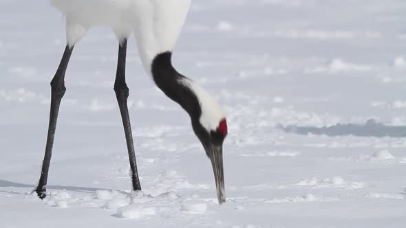 Japanese Cranes Hokkaido Japan