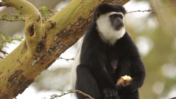 Black and White Colobus Monkey Eating