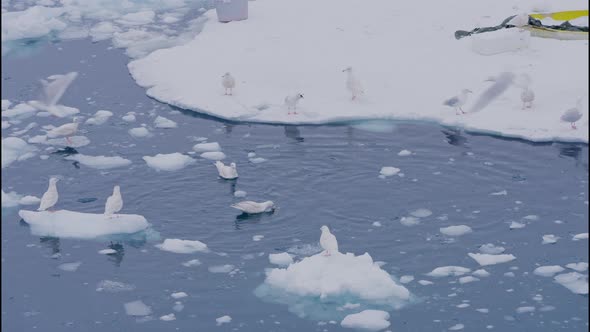 Seagulls On Ice And Swimming In Sea Off Ilulissat