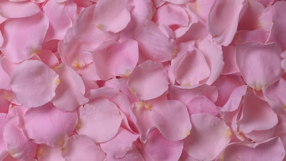 Beautiful Roses Petals Background