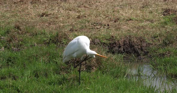 Great White Egret, egretta alba, Adult Standing in Swamp, Nairobi Park in Kenya, Real Time 4K