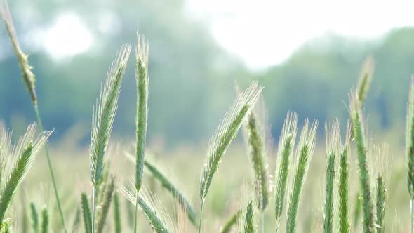 Rye Field Agriculture Cereal Grain