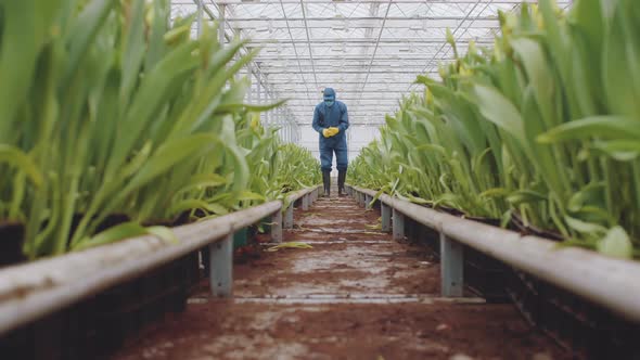 Agro Engineer in Coverall Working in Plant Farm