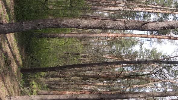 Vertical Video of Beautiful Forest Landscape Aerial View