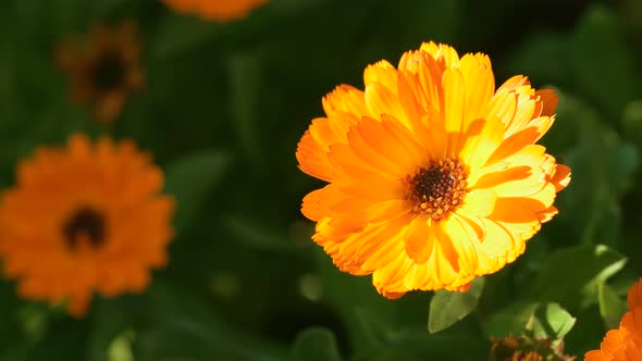 Calendula