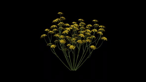 Achillea Flower Growing