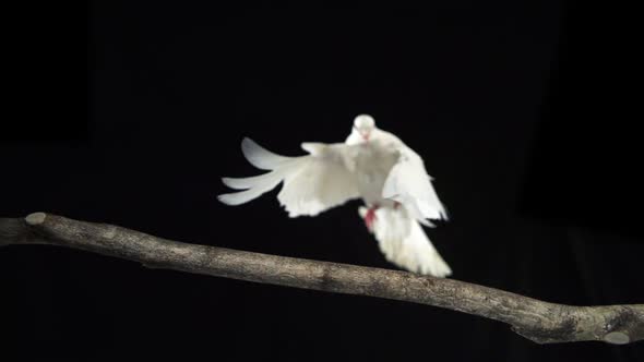 White bird landing on branch, Slow Motion