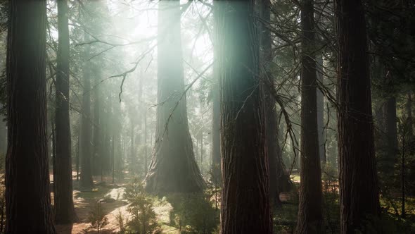 Sunrise in the Sequoias General Grant Grove Sequoia National Park