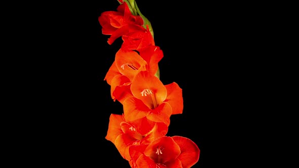 Time lapse of Opening Red Gladiolus Flower