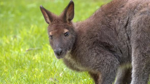 Bennet's Wallaby, fur covered with brown hairs, under shade, rests in its habitat close-up shot