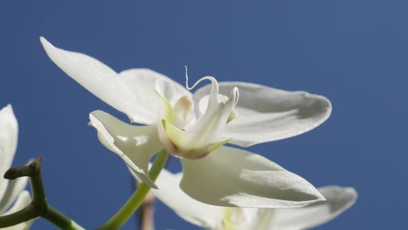 Beautiful Phalaenopsis amabilis   flower petals close-up  4K 2160p 30fps UltraHD footage - Moth orch