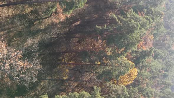 Vertical Video Autumn Forest with Trees in Ukraine Slow Motion