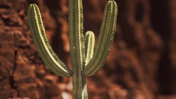 Cactus in the Arizona Desert Near Red Rock Stones alt