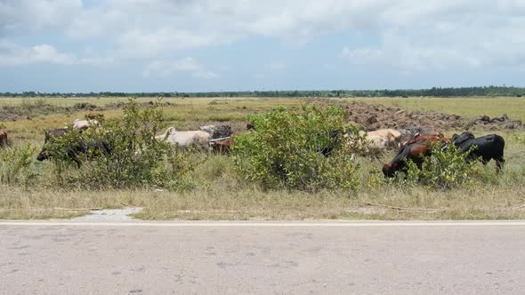 Herd of African Humpback Cows Walking at the Side of the Asphalt Road Zanzibar