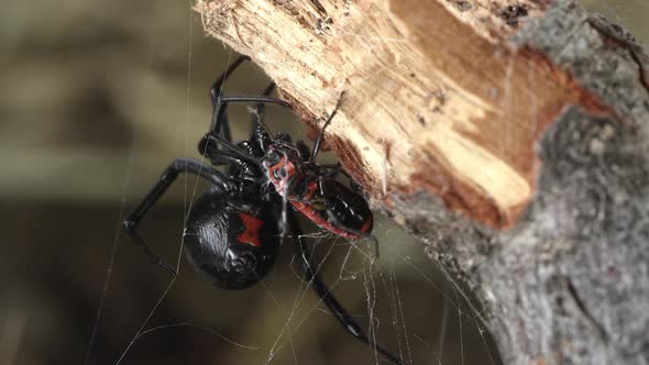 Black Widow Spider wrapping Fire Beetle with web