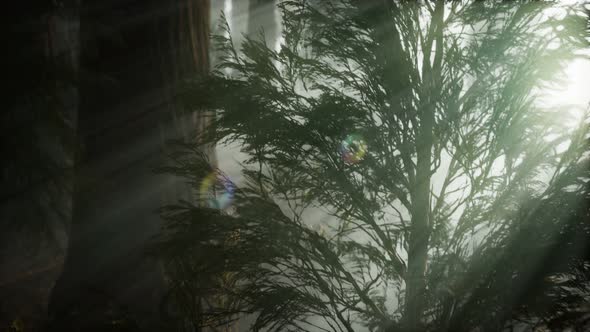 Morning with Fog in Sequoia National Park alt