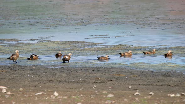 Wild Ruddy Shelduck Bird Family With Parents and Young Cubs in Natural Lake