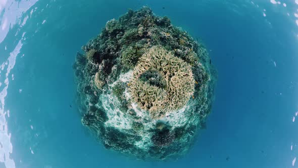 Coral Reef with Fish Underwater. Bohol, Philippines.