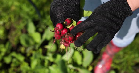 A Young Woman in a Shirt Holds a Bunch of Fresh Red Radishes in Her Hands Harvesting