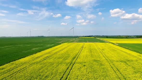 The rapeseed field against the background of the wind power stations, view from a drone