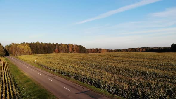 Cornfield Aerial Flying Over Autumn Yellow Corn Field Country Side Top View Shot From Drone