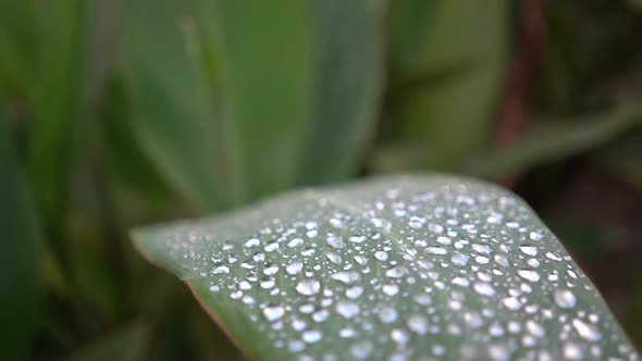 Close Up of Tropical Greenery Leaf Covered with Dew Morning Freshness in Nature Environment Herbs