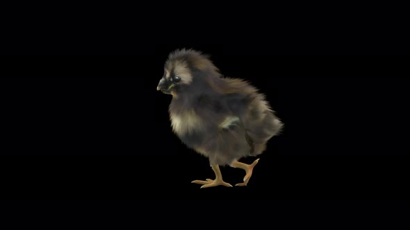 11 Baby Chicks Dancing 4K