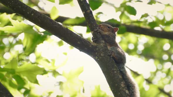 Squirrel High On Tree Branch In Breeze